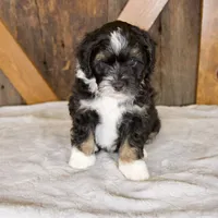 Bandit, a male Miniature Bernedoodle for sale in Sugarcreek, OH – 1 of 8