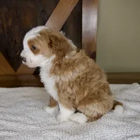Sanderson, a male Miniature Bernedoodle for sale in Sugarcreek, OH – 7 of 8