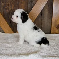 Molly, a female Miniature Bernedoodle for sale in Sugarcreek, OH – 5 of 7