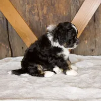 Bandit, a male Miniature Bernedoodle for sale in Sugarcreek, OH – 7 of 8
