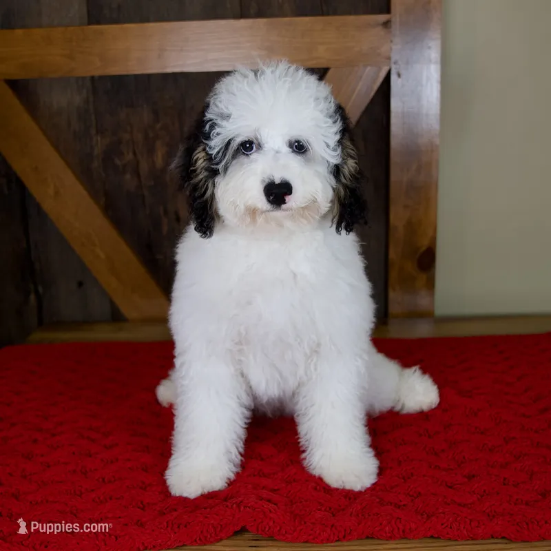 Molly - Micro Mini Teddy Bear – Miniature Bernedoodle puppy for sale in Sugarcreek, OH