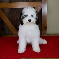 Molly - Micro Mini Teddy Bear, a female Miniature Bernedoodle for sale in Sugarcreek, OH – 1 of 9