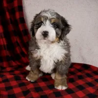 processed/b2e52eec-b537-4925-b156-977fc3587793/listing/24268438-4056-47d3-88c5-99f9fde9eba8/6d0f531d-2732-489b-a613-d9953b3c429d