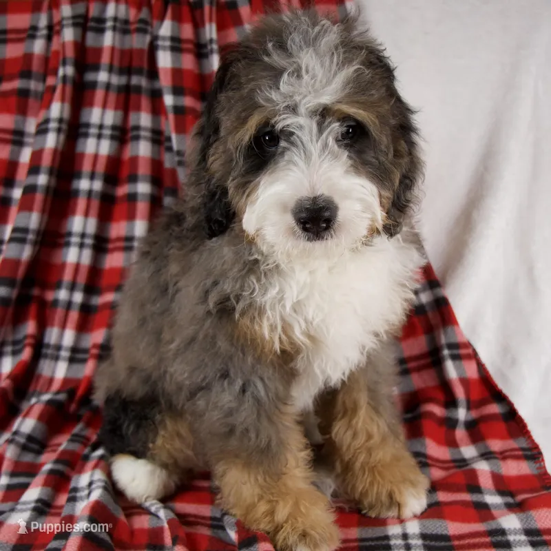 PuddingPop Genetic Clr Parents – Miniature Bernedoodle puppy for sale in Sugarcreek, OH