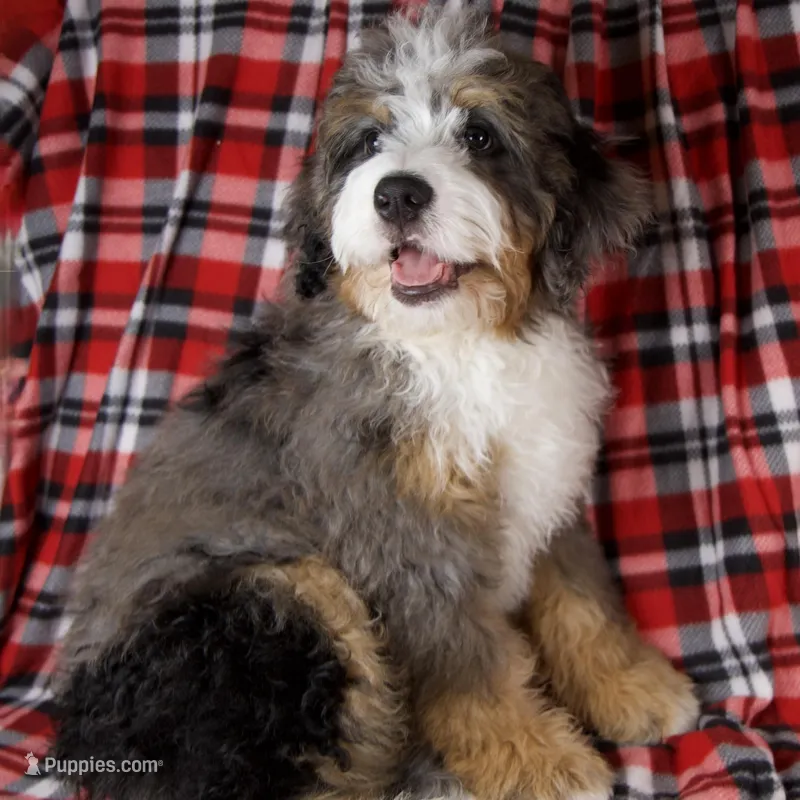 PuddingPop Genetic Clr Parents