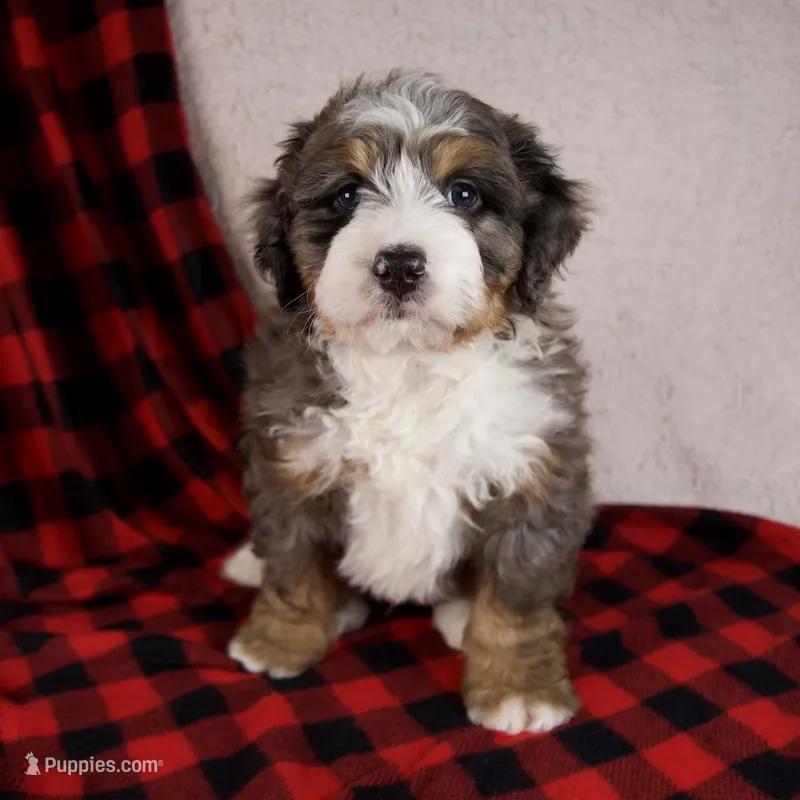 PuddingPop Genetic Clr Parents