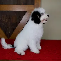 Molly - Micro Mini Teddy Bear, a female Miniature Bernedoodle for sale in Sugarcreek, OH – 4 of 9