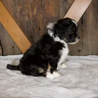 Bandit, a male Miniature Bernedoodle for sale in Sugarcreek, OH – 8 of 8