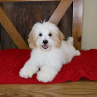 Milo - Micro Mini Teddy Bear, a male Miniature Bernedoodle for sale in Sugarcreek, OH – 4 of 10