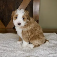 Sanderson, a male Miniature Bernedoodle for sale in Sugarcreek, OH – 8 of 8