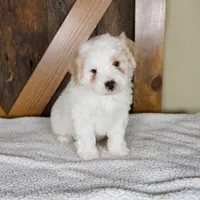 Milo, a male Miniature Bernedoodle for sale in Sugarcreek, OH – 7 of 7