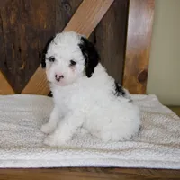 Molly, a female Miniature Bernedoodle for sale in Sugarcreek, OH – 3 of 7