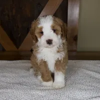 Sanderson, a male Miniature Bernedoodle for sale in Sugarcreek, OH – 2 of 8