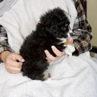 Princess, a female Miniature Bernedoodle for sale in Sugarcreek, OH – 3 of 6