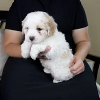Milo, a male Miniature Bernedoodle for sale in Sugarcreek, OH – 6 of 7