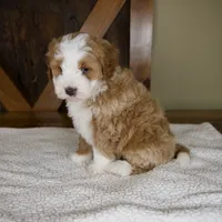 Sanderson, a male Miniature Bernedoodle for sale in Sugarcreek, OH – 6 of 8