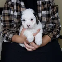 Molly, a female Miniature Bernedoodle for sale in Sugarcreek, OH – 6 of 7