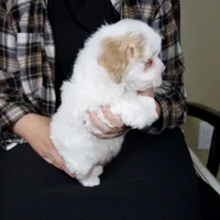 Milo, a male Miniature Bernedoodle for sale in Sugarcreek, OH – 4 of 7