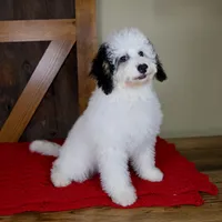 Molly - Micro Mini Teddy Bear, a female Miniature Bernedoodle for sale in Sugarcreek, OH – 5 of 9