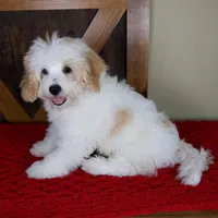 Milo - Micro Mini Teddy Bear, a male Miniature Bernedoodle for sale in Sugarcreek, OH – 7 of 10