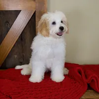 Milo - Micro Mini Teddy Bear, a male Miniature Bernedoodle for sale in Sugarcreek, OH – 2 of 10