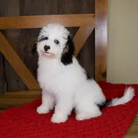 Molly - Micro Mini Teddy Bear, a female Miniature Bernedoodle for sale in Sugarcreek, OH – 6 of 9