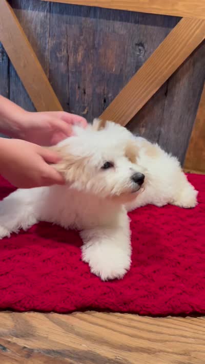 Milo - Micro Mini Teddy Bear, a male Miniature Bernedoodle for sale in Sugarcreek, OH – 10 of 10