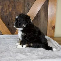 Bandit, a male Miniature Bernedoodle for sale in Sugarcreek, OH – 4 of 8