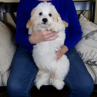 Milo - Micro Mini Teddy Bear, a male Miniature Bernedoodle for sale in Sugarcreek, OH – 9 of 10