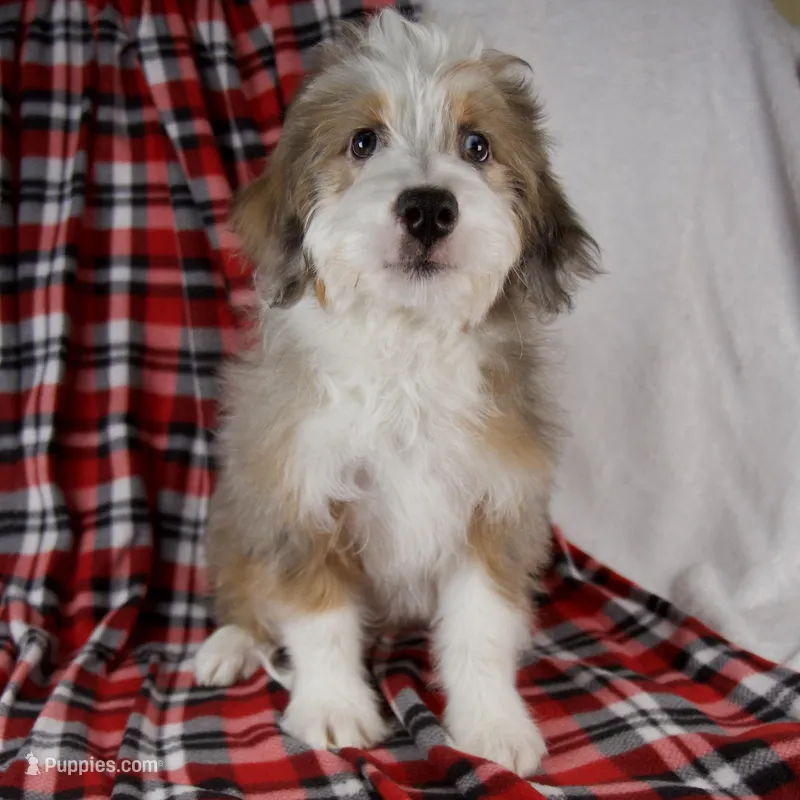 Angel ❤️Genetic Clear Parents