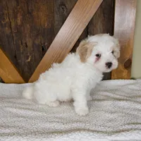 Milo, a male Miniature Bernedoodle for sale in Sugarcreek, OH – 3 of 7