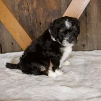 Bandit, a male Miniature Bernedoodle for sale in Sugarcreek, OH – 3 of 8