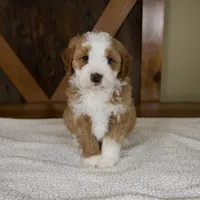 Sanderson, a male Miniature Bernedoodle for sale in Sugarcreek, OH – 1 of 8