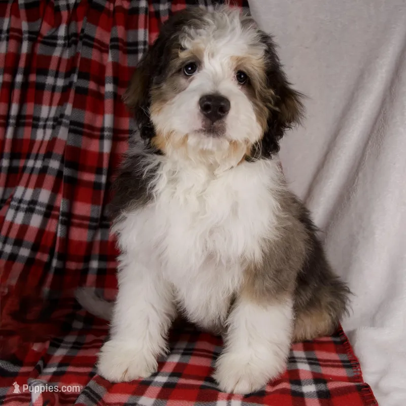 Jolly❤️Genetic Clear Parents