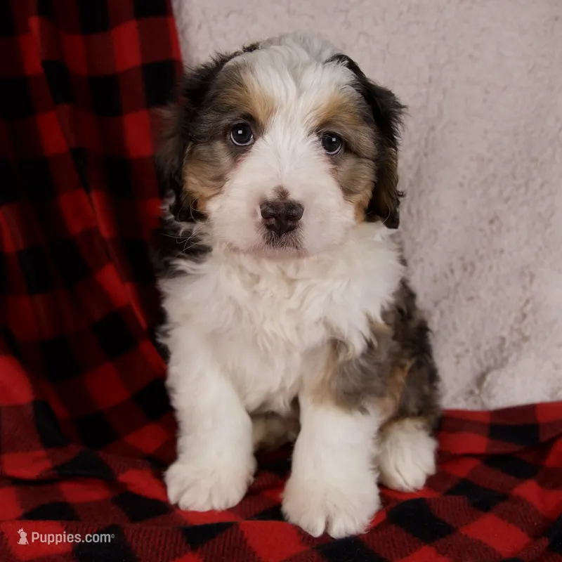 Jolly❤️Genetic Clear Parents