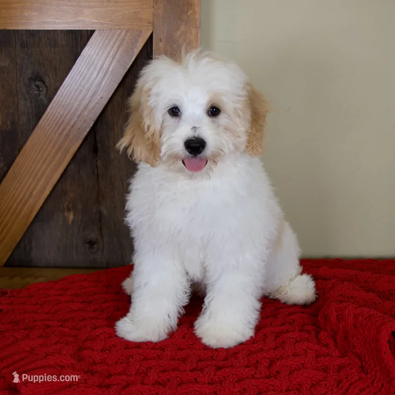 Milo - Micro Mini Teddy Bear – Miniature Bernedoodle puppy for sale in Sugarcreek, OH