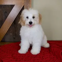 Milo - Micro Mini Teddy Bear, a male Miniature Bernedoodle for sale in Sugarcreek, OH – 1 of 10