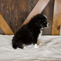 Princess, a female Miniature Bernedoodle for sale in Sugarcreek, OH – 6 of 6
