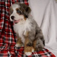 Holly Girl, a female Miniature Bernedoodle for sale in Sugarcreek, OH – Photo 3 of 10