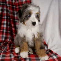Holly Girl, a female Miniature Bernedoodle for sale in Sugarcreek, OH – Photo 2 of 10