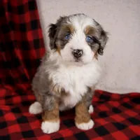 Holly Girl, a female Miniature Bernedoodle for sale in Sugarcreek, OH – Photo 6 of 10