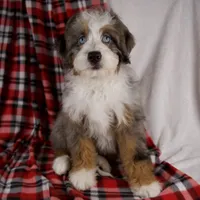 Holly Girl, a female Miniature Bernedoodle for sale in Sugarcreek, OH – Photo 1 of 10