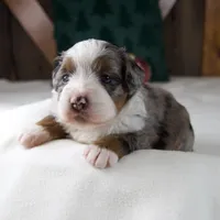 Holly Girl, a female Miniature Bernedoodle for sale in Sugarcreek, OH – Photo 7 of 10