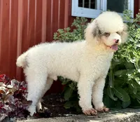 Holly Girl, a female Miniature Bernedoodle for sale in Sugarcreek, OH – Photo 9 of 10