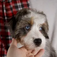 Holly Girl, a female Miniature Bernedoodle for sale in Sugarcreek, OH – Photo 5 of 10