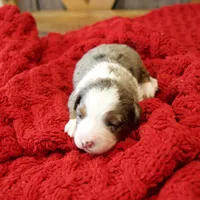 Holly Girl, a female Miniature Bernedoodle for sale in Sugarcreek, OH – Photo 8 of 10