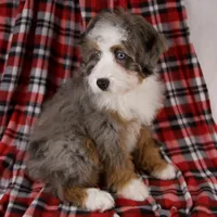 Holly Girl, a female Miniature Bernedoodle for sale in Sugarcreek, OH – Photo 4 of 10