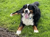 Holly Girl, a female Miniature Bernedoodle for sale in Sugarcreek, OH – Photo 10 of 10