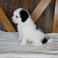 Molly, a female Miniature Bernedoodle for sale in Sugarcreek, OH – 7 of 7