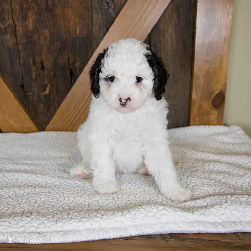Molly – Miniature Bernedoodle puppy for sale in Sugarcreek, OH